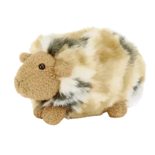 Silky Gorgeous Guinea Pig
