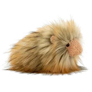 Gordon Guinea Pig